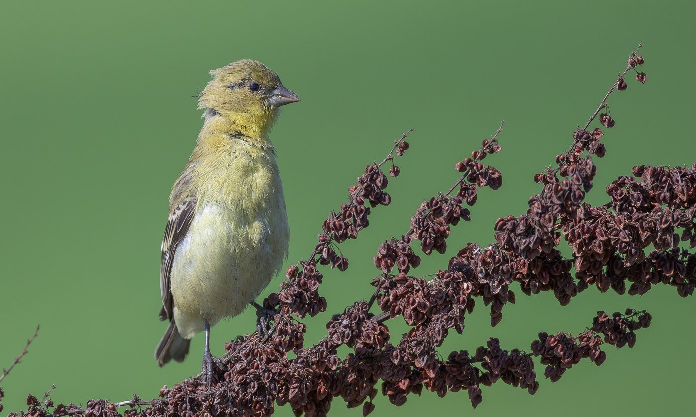 Lesser Goldfinch (Spinus psaltria)