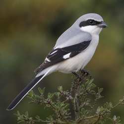 Lesser Grey Shrike Identification Guide