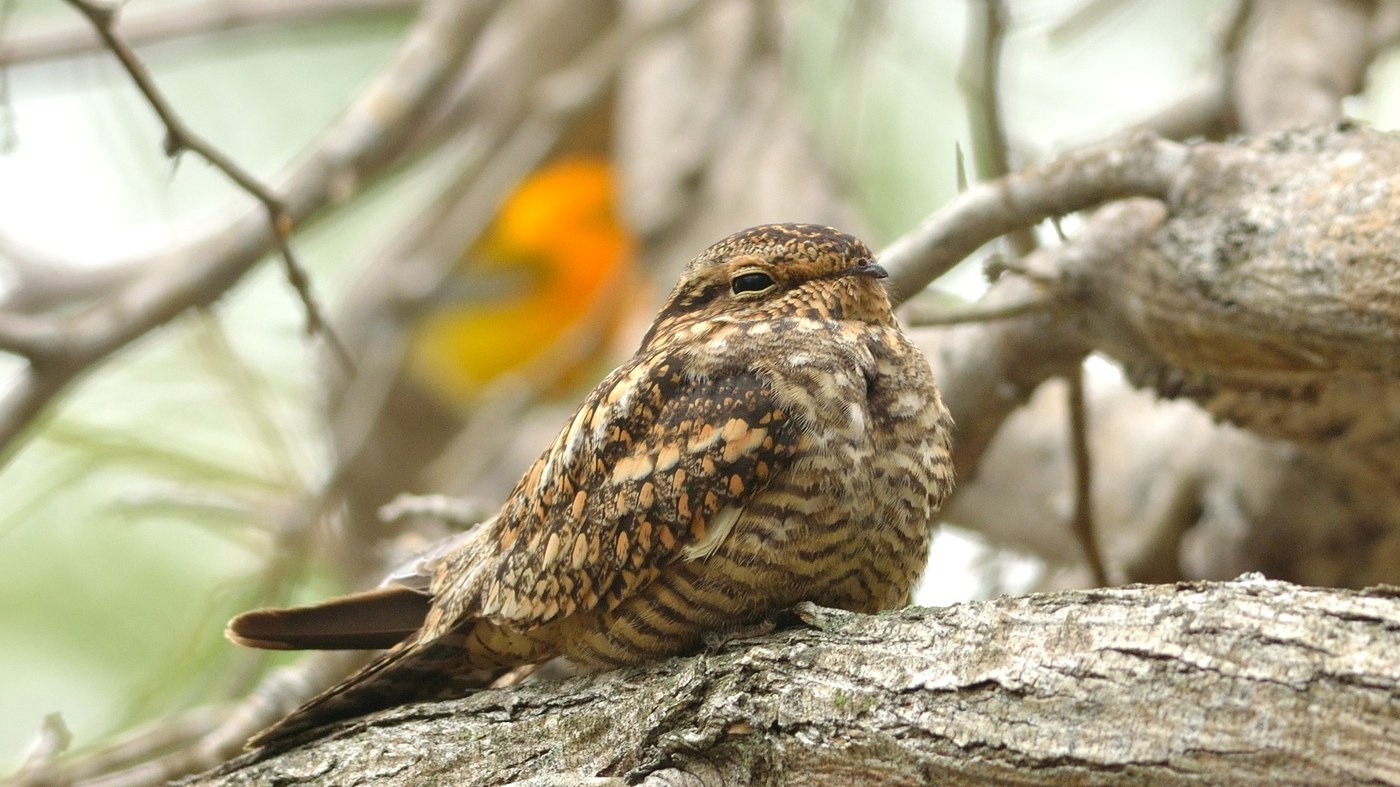 Lesser Nighthawk (Chordeiles acutipennis)