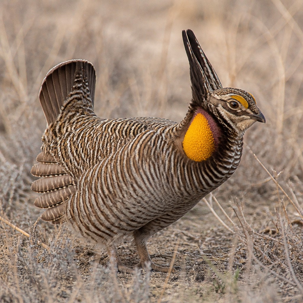 Lesser Prairie-Chicken