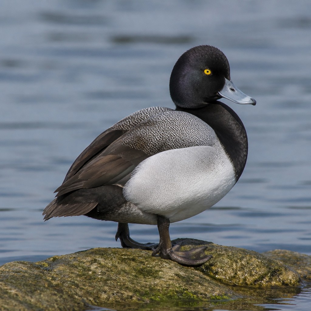 Lesser Scaup (Aythya affinis)