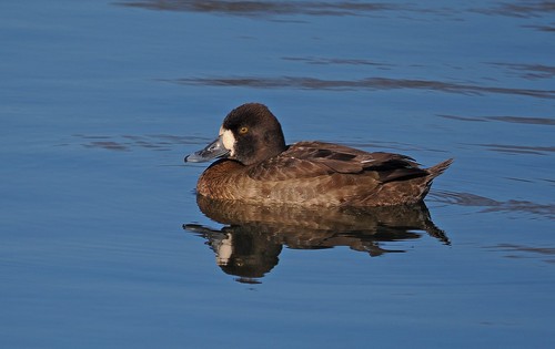 Lesser Scaup