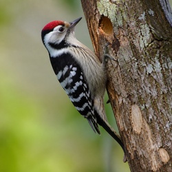 Lesser Spotted Woodpecker Identification Guide
