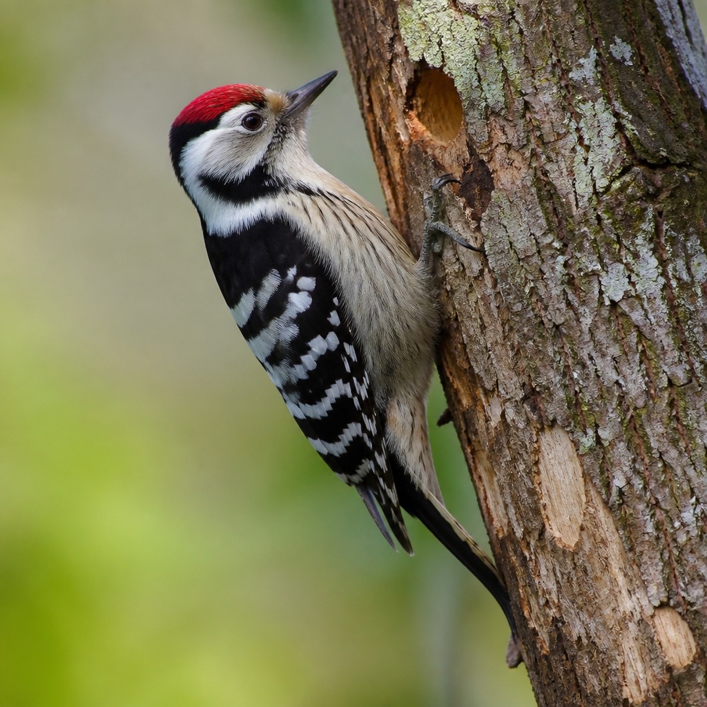 Lesser Spotted Woodpecker