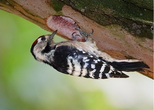 Lesser Spotted Woodpecker