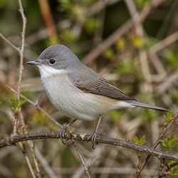 Lesser Whitethroat Identification Guide