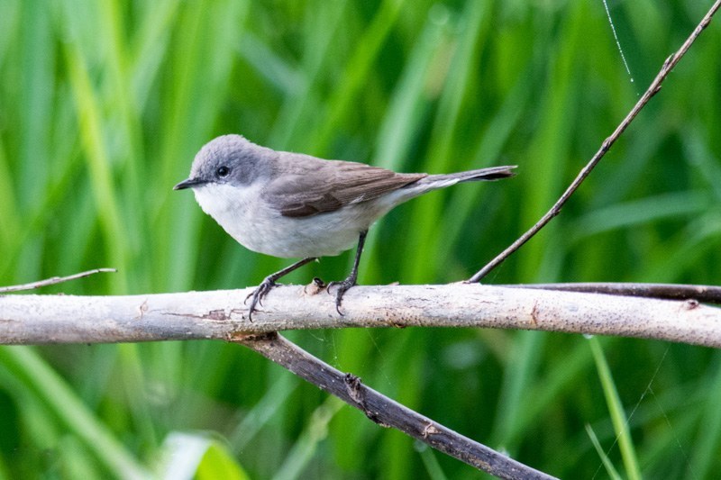 Lesser Whitethroat (Curruca curruca)