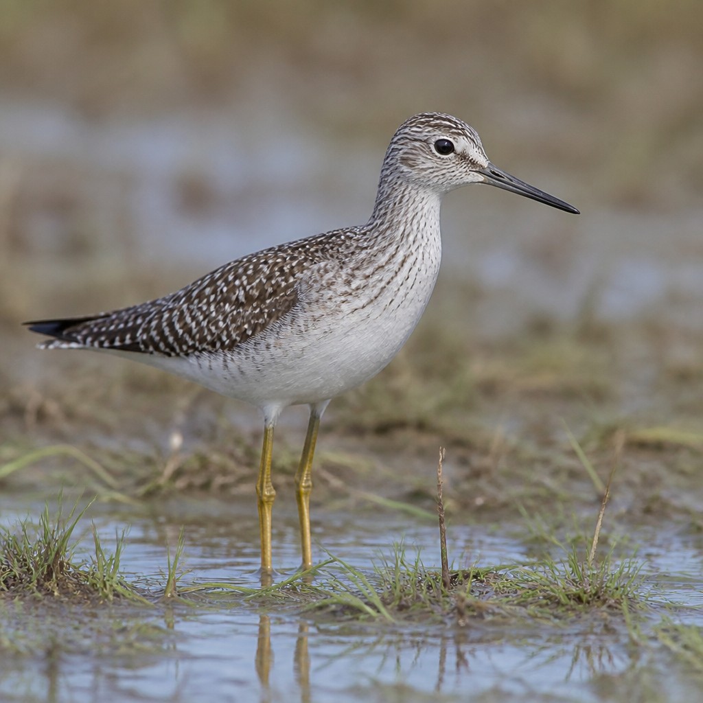 Lesser Yellowlegs