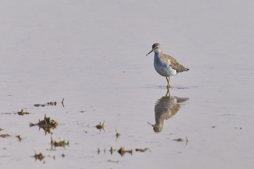 Lesser Yellowlegs