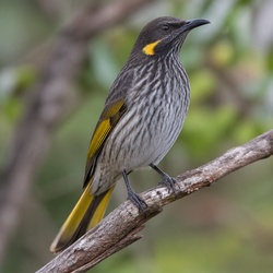 Lewin's Honeyeater Identification Guide