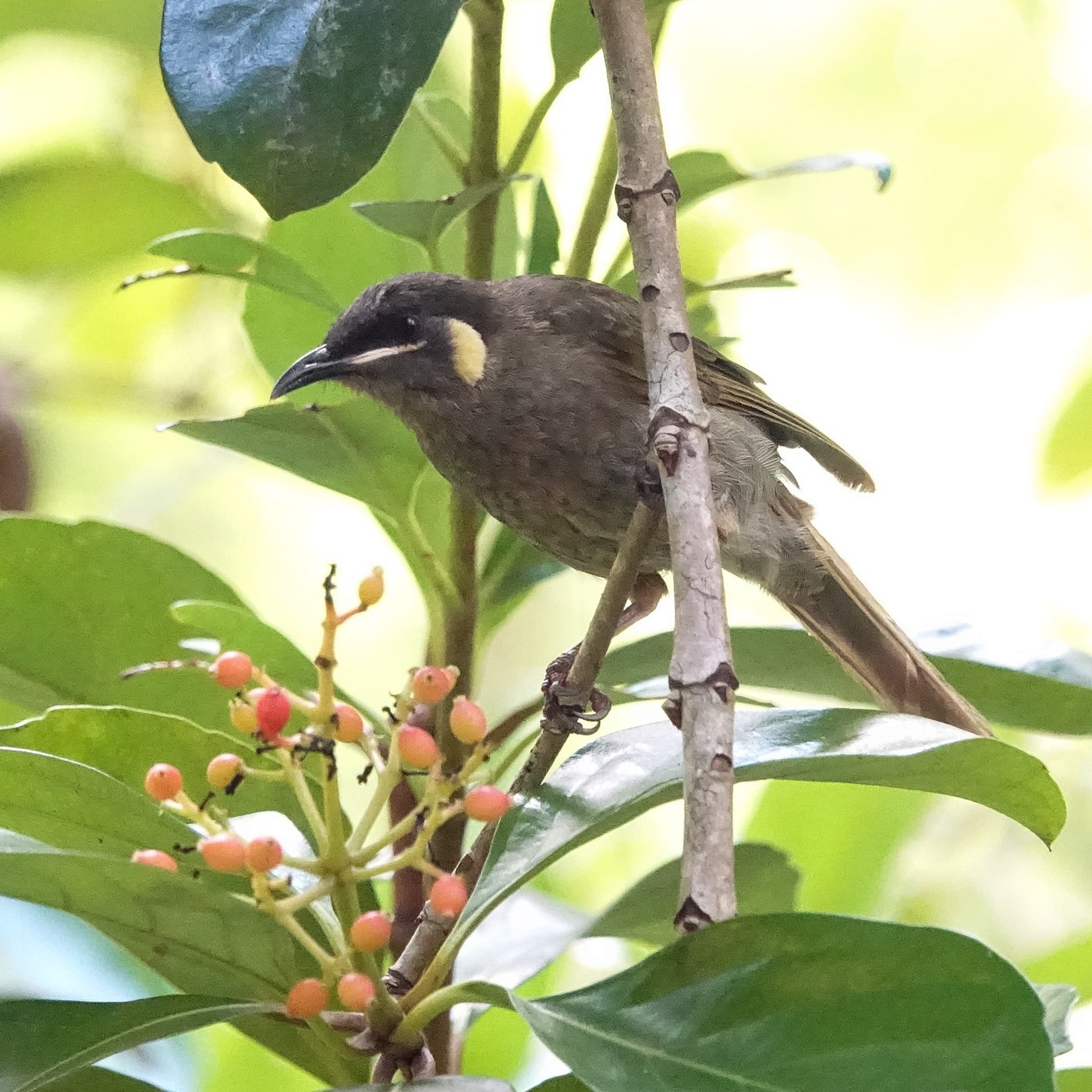 Lewin's Honeyeater (Meliphaga lewinii)