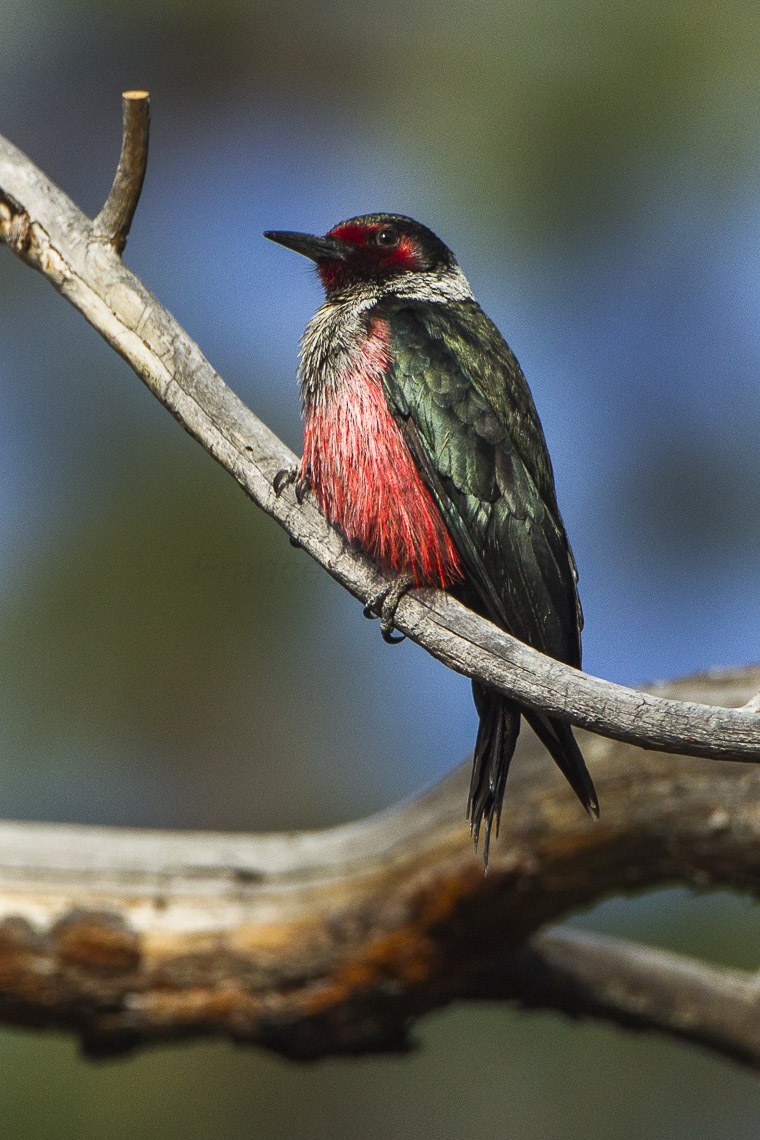 Lewis's Woodpecker (Melanerpes lewis)