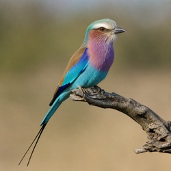 Lilac-breasted Roller Identification Guide