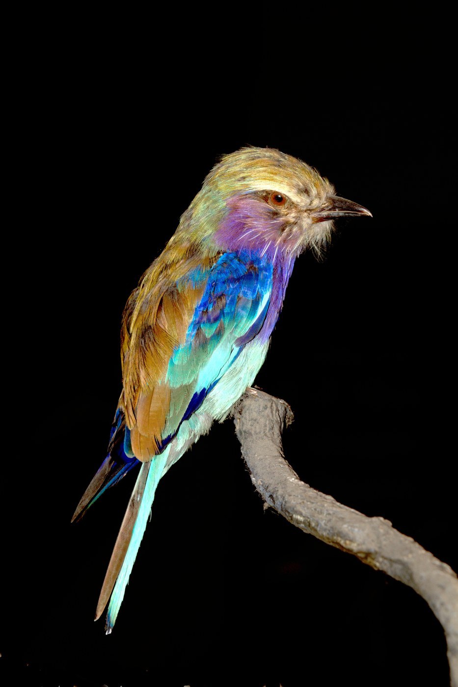 Lilac-breasted Roller (Coracias caudatus)
