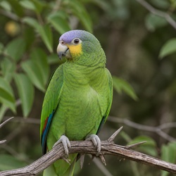 Lilac-crowned Amazon Identification Guide