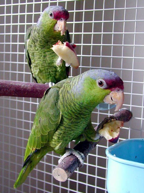 Lilac-crowned Amazon (Amazona finschi)