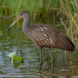 Limpkin Identification Guide
