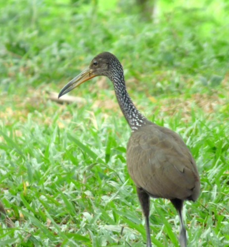 Limpkin