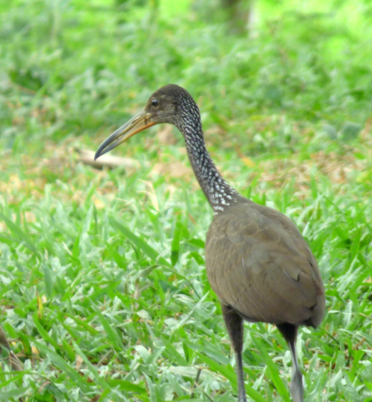 Limpkin Identification Guide