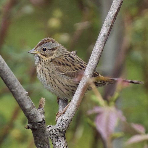 Lincoln's Sparrow