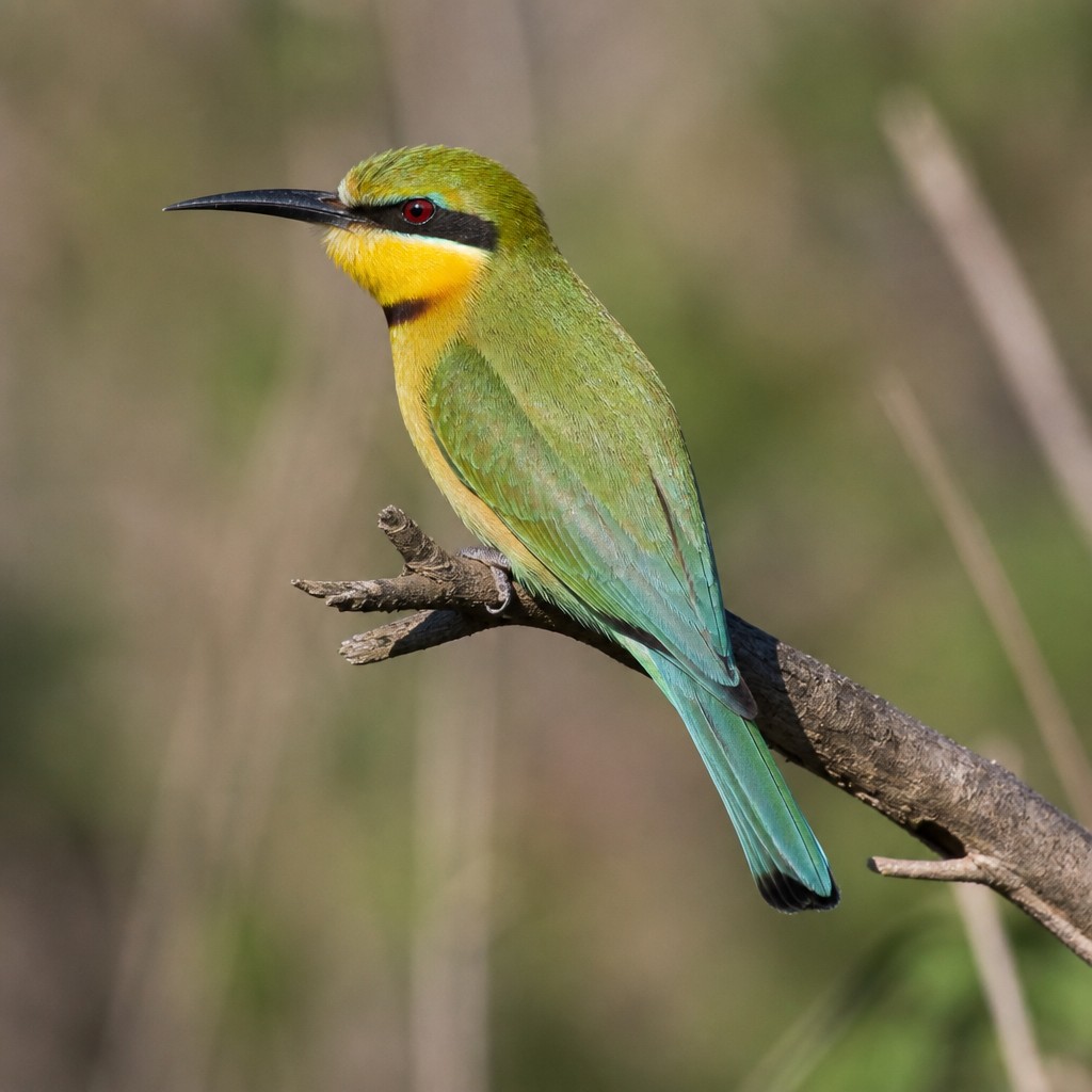 Little Bee-eater