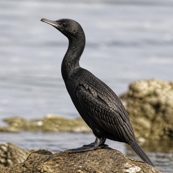 Little Black Cormorant Identification Guide