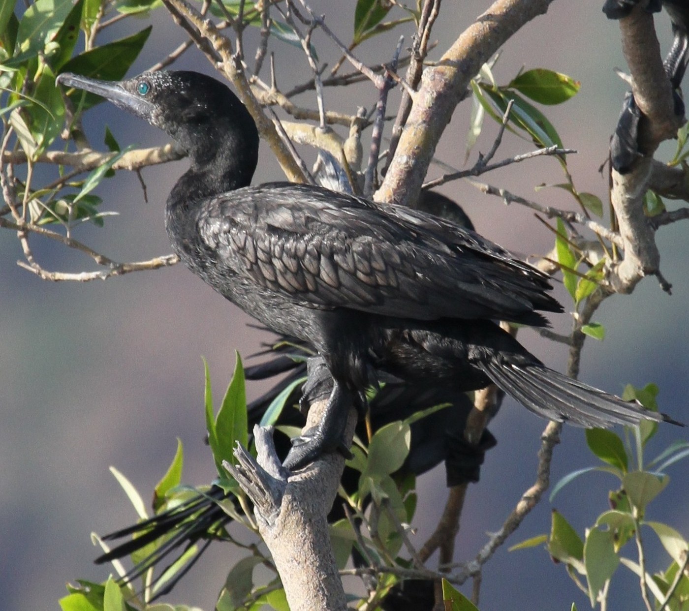 Little Black Cormorant Identification Guide