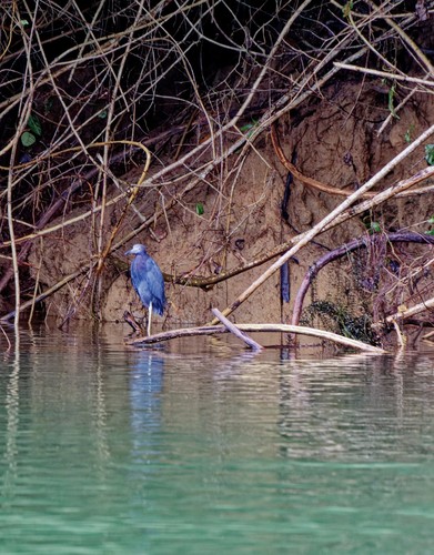 Little Blue Heron