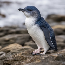 Little Blue Penguin Identification Guide