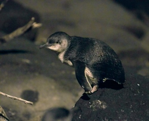 Little Blue Penguin