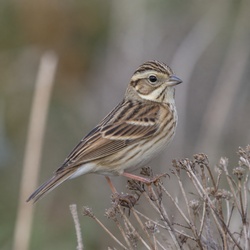 Little Bunting Identification Guide