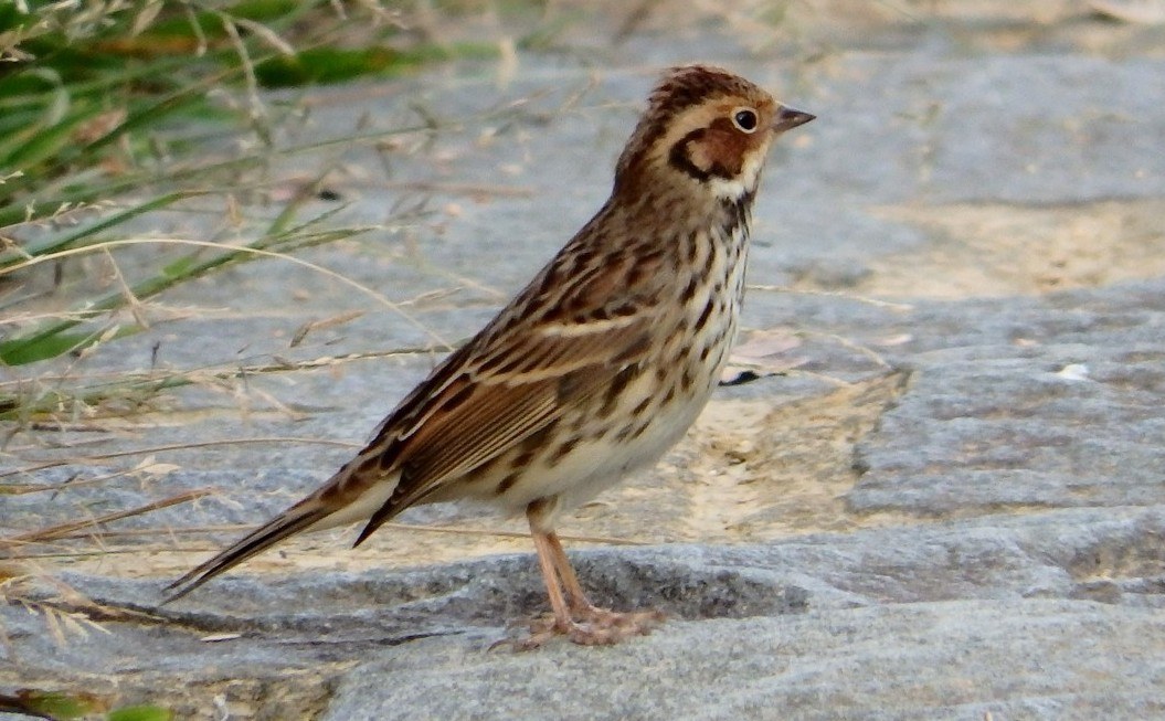 Little Bunting Identification Guide