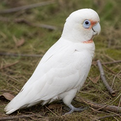 Little Corella Identification Guide