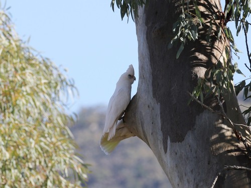 Little Corella