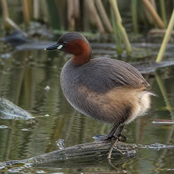 Little Grebe Identification Guide