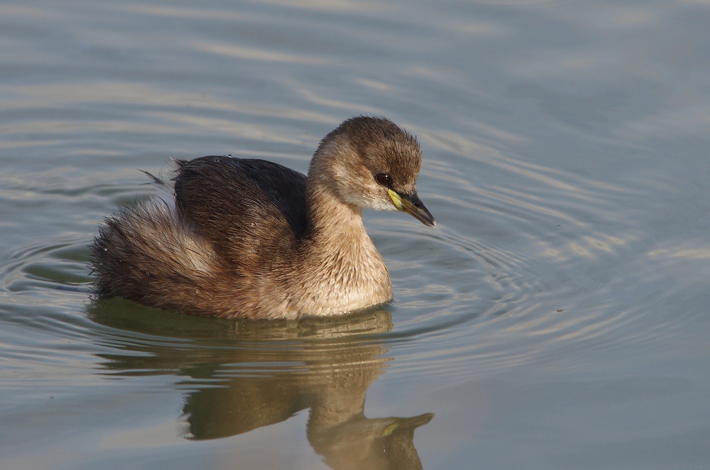 Little Grebe (Tachybaptus ruficollis)