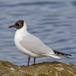 Little Gull Identification Guide