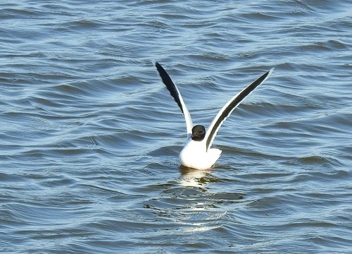Little Gull