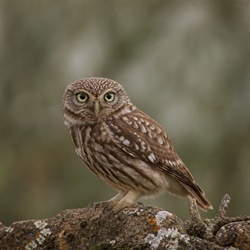 Little Owl Identification Guide