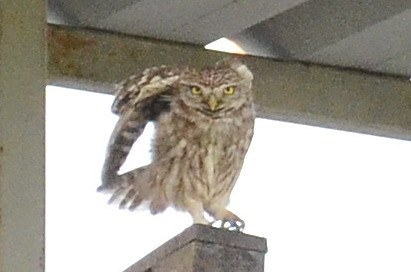 Little Owl (Athene noctua)