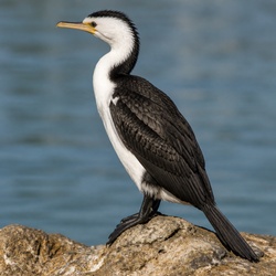 Little Pied Cormorant Identification Guide