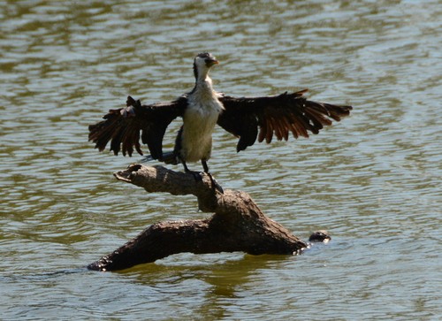 Little Pied Cormorant