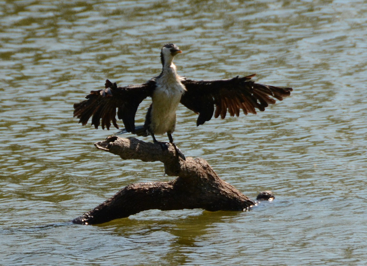 Little Pied Cormorant Identification Guide