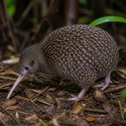Little Spotted Kiwi Identification Guide
