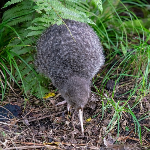 Little Spotted Kiwi