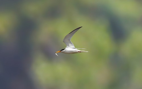 Little Tern