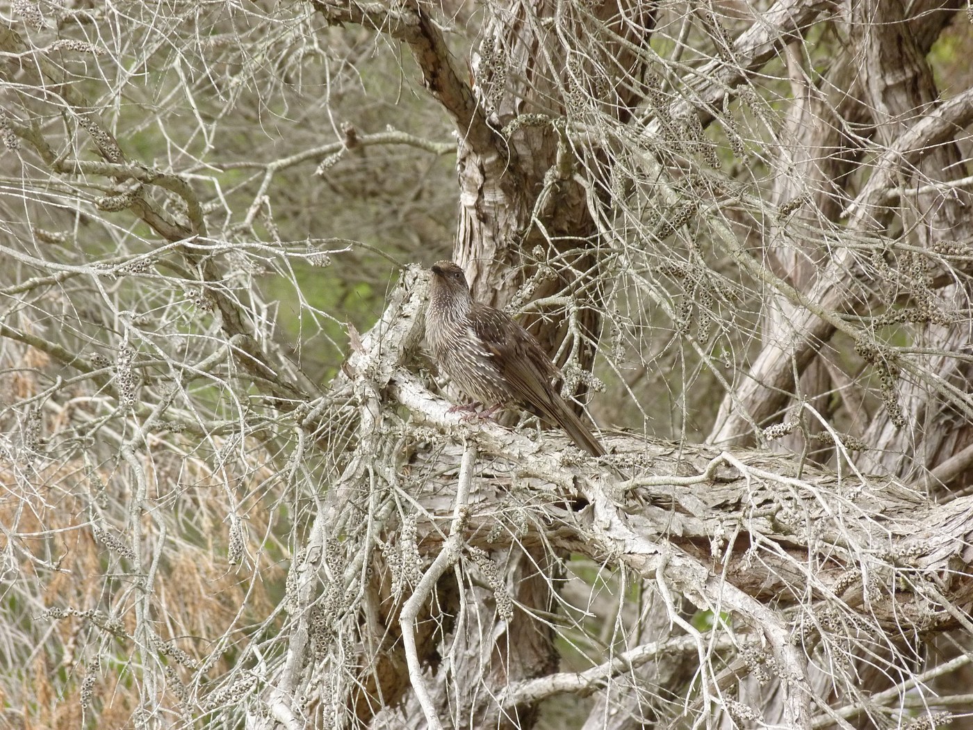 Little Wattlebird (Anthochaera chrysoptera)