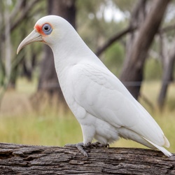 Long-billed Corella Identification Guide