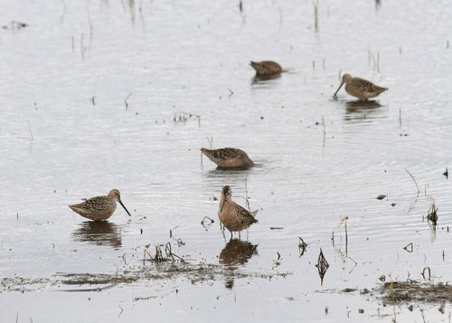 Long-billed Dowitcher