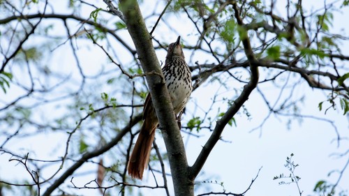 Long-billed Thrasher